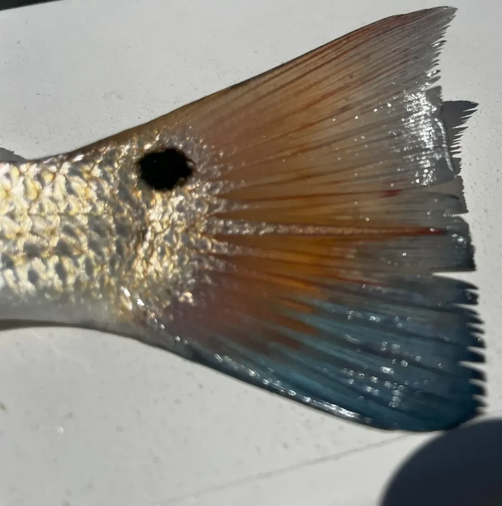 red fish at its best